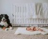Pais de bebê flagram cachorro pela babá eletrônica e descobrem algo inusitado do pet - Jornal da Franca