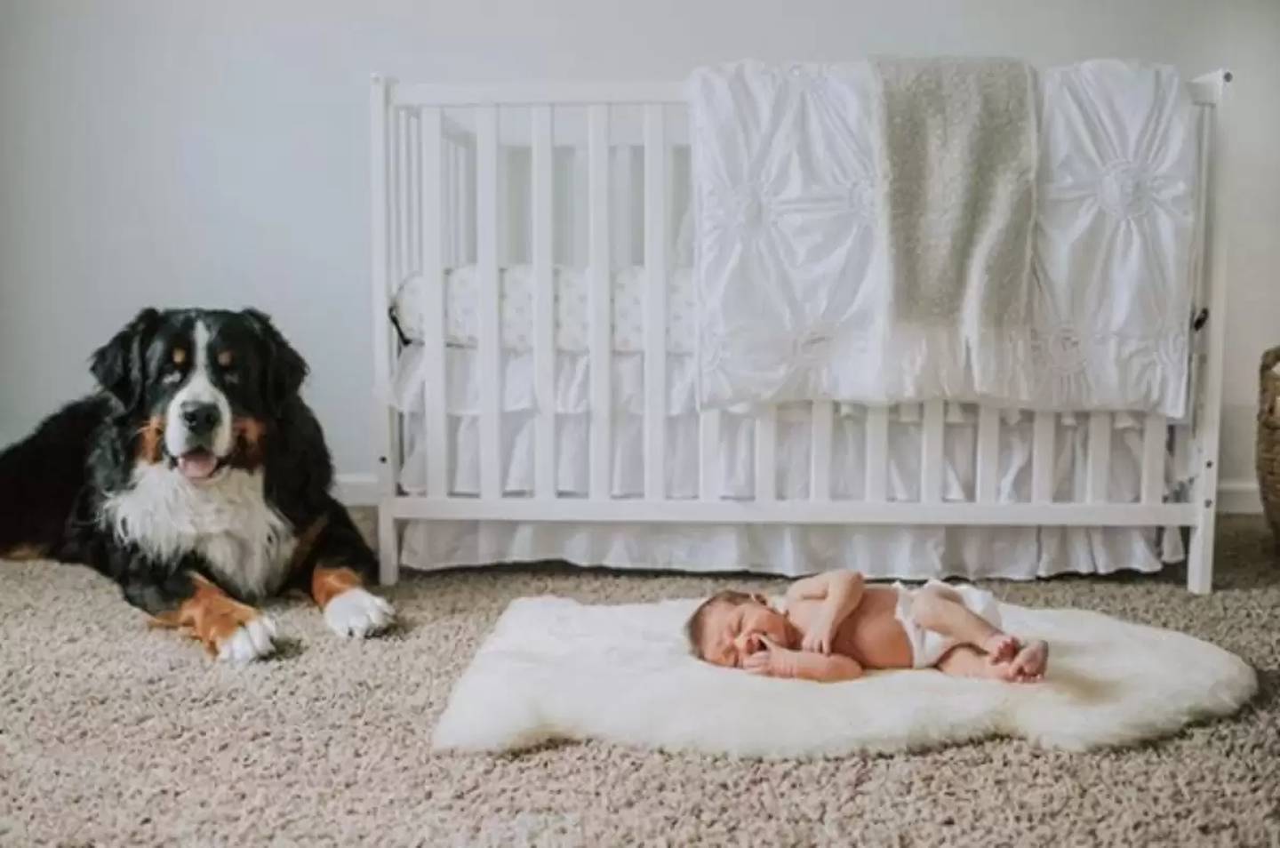Pais de bebê flagram cachorro pela babá eletrônica e descobrem algo inusitado do pet