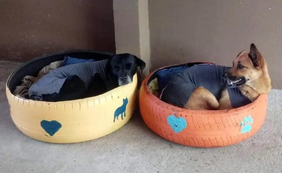 Homem produz e doa camas para pets feitas com pneus velhos. Já doou mais de 6 mil