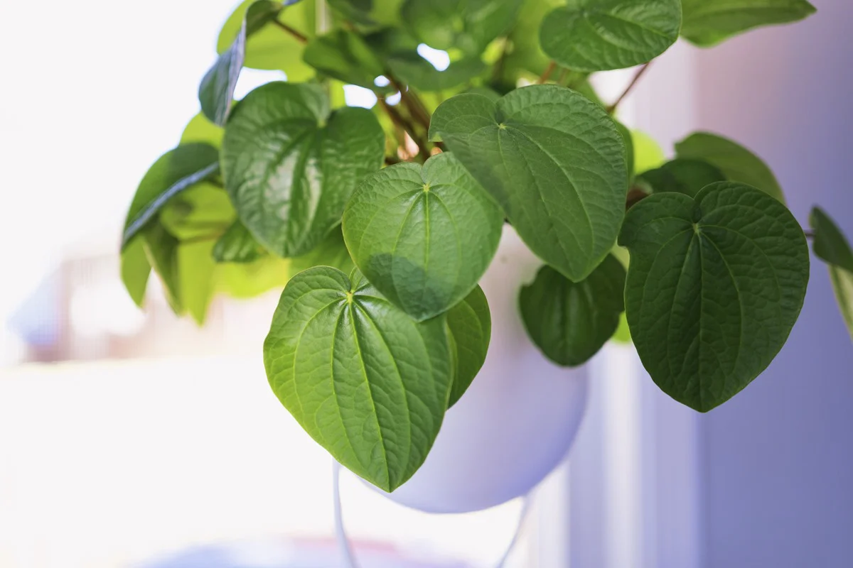 Chá de planta calmante é conhecido como “Rivotril natural”, diz doutor da Unifran