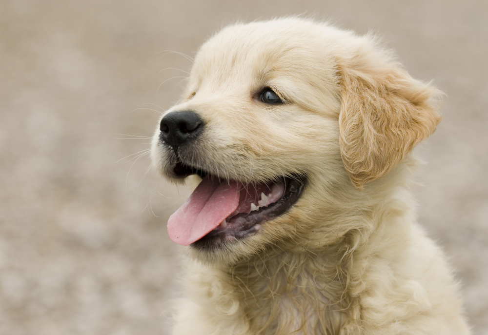 Quer um companheiro brincalhão? Veja algumas raças de cachorro que adoram brincar!