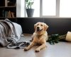 Quanto tempo posso deixar o cachorro sozinho em casa? Especialista responde - Jornal da Franca