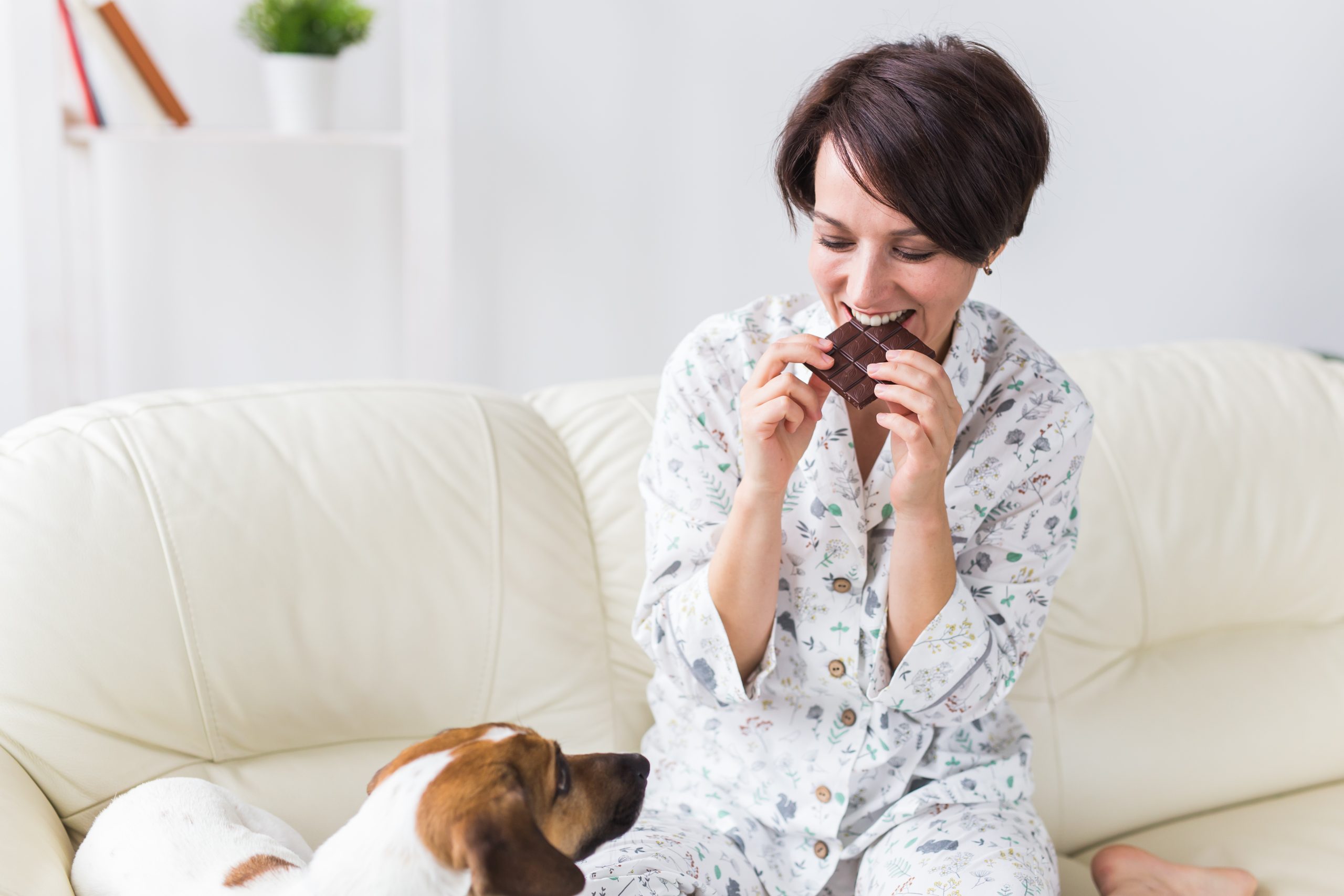Por que chocolate faz mal para cachorros? Veja a resposta aqui!