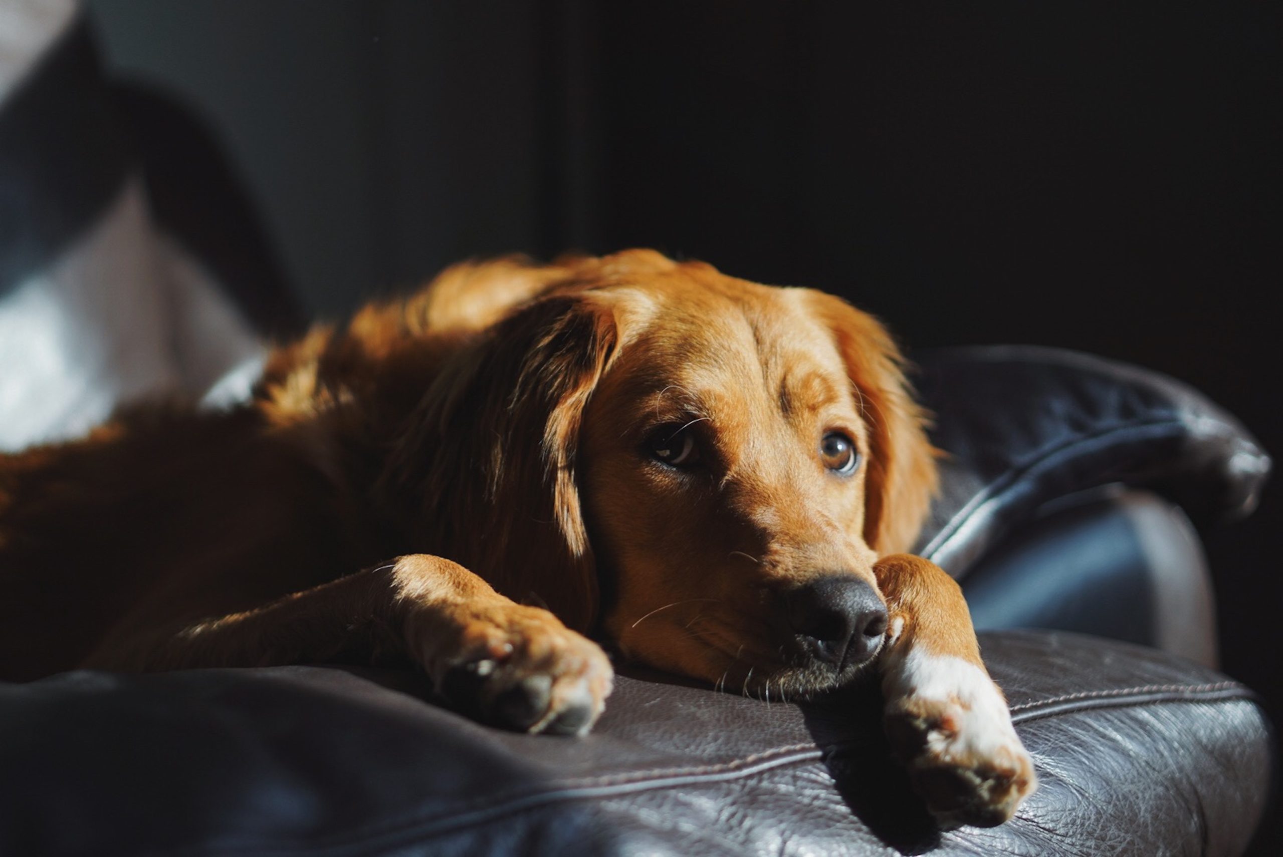 Quanto tempo posso deixar o cachorro sozinho em casa? Expert responde!