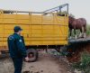 Em Franca, operação da Guarda Civil e Canil recolhe 10 cavalos soltos nas ruas - Jornal da Franca