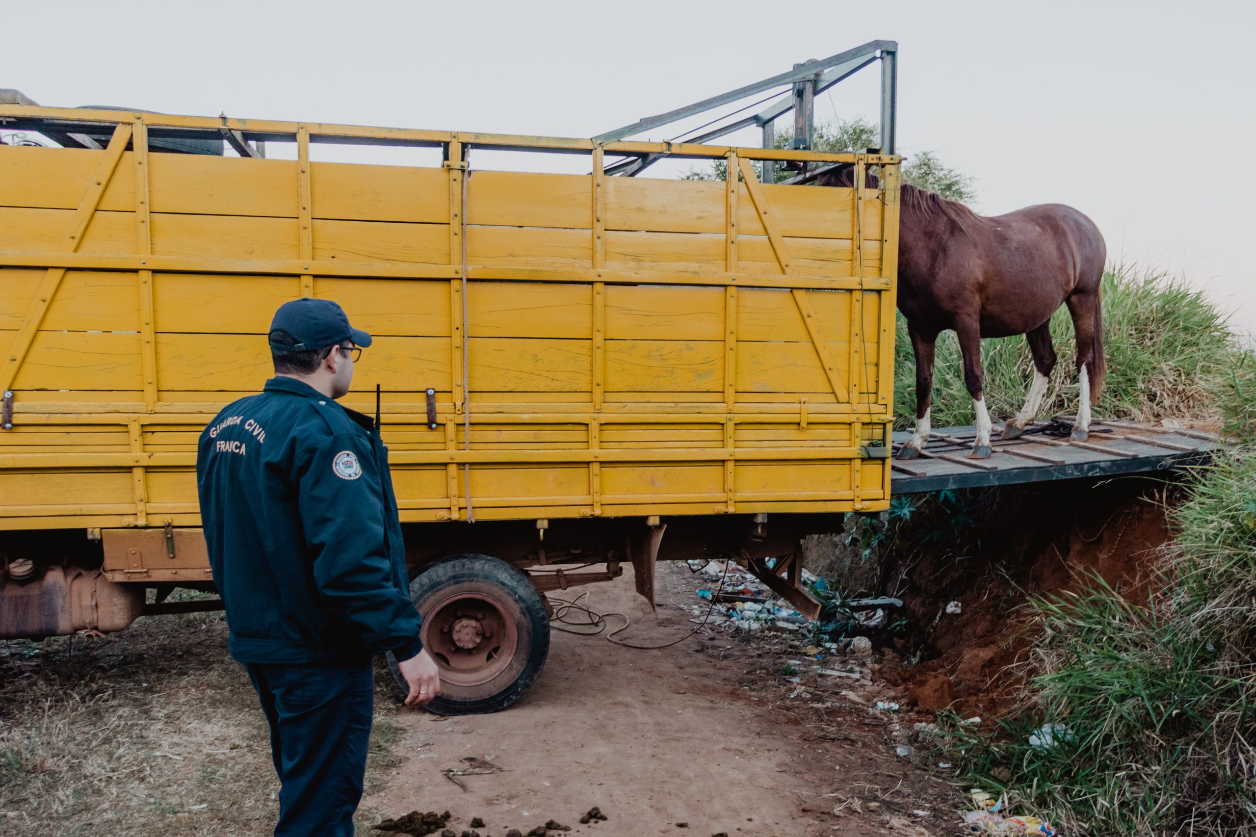 Em Franca, operação da Guarda Civil e Canil recolhe 10 cavalos soltos nas ruas