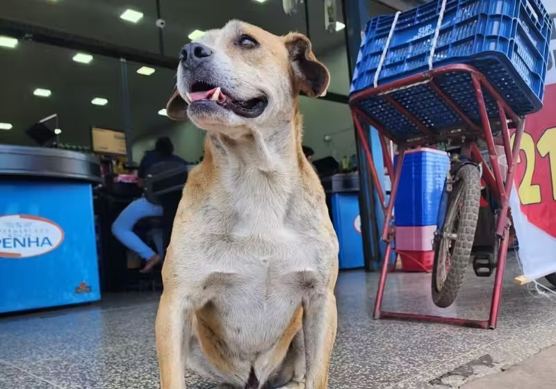 Cachorrinho caramelo é eleito “funcionário do ano” e ganha até crachá no trabalho