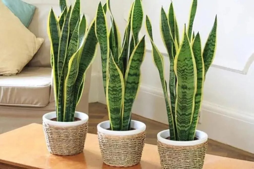 Odorizador para quê? Conheça plantas que deixam um cheiro refrescante no banheiro