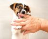 Você sabe por que seu cachorro dá “mordidinhas” na sua mão? Entenda o comportamento - Jornal da Franca