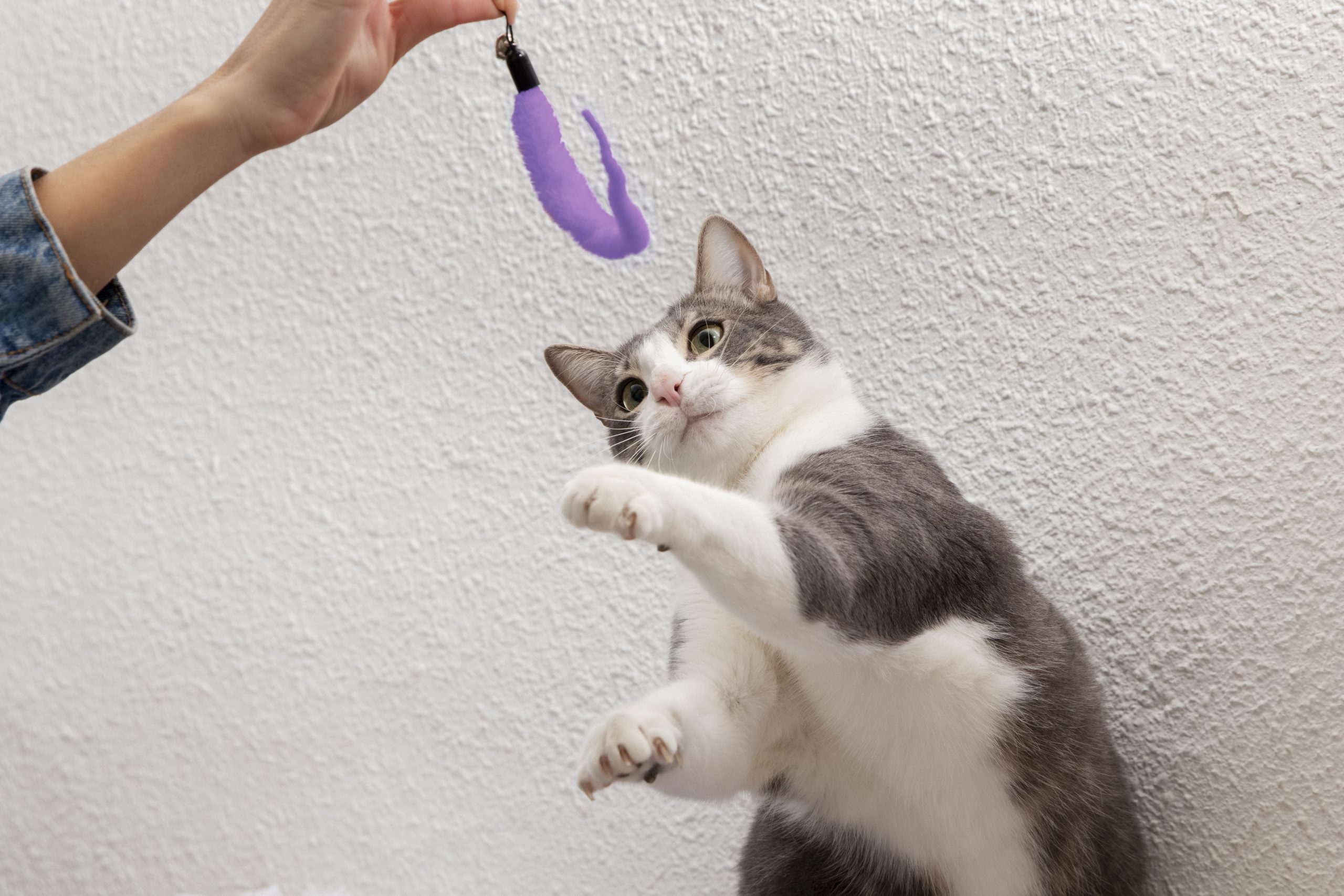 Gato arredio: Veja 5 dicas para fazer seu bichano gostar de brincar