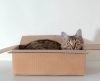 O que está por trás da preferência dos gatos por caixas de papelão. Entenda - Jornal da Franca
