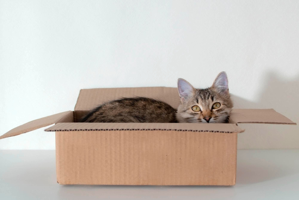 O que está por trás da preferência dos gatos por caixas de papelão. Entenda