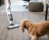 Conheça cinco dicas de limpeza para casas que têm animais de estimação - Jornal da Franca