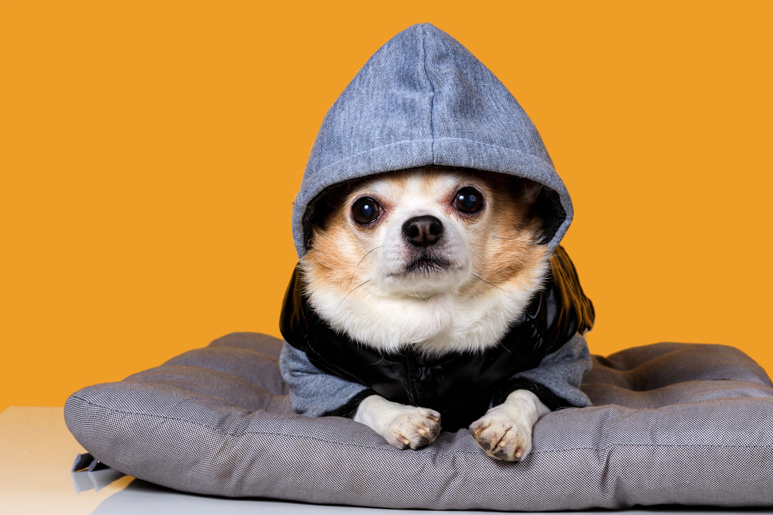 Proteja seu cão: saiba o melhor horário para passear com o pet no frio