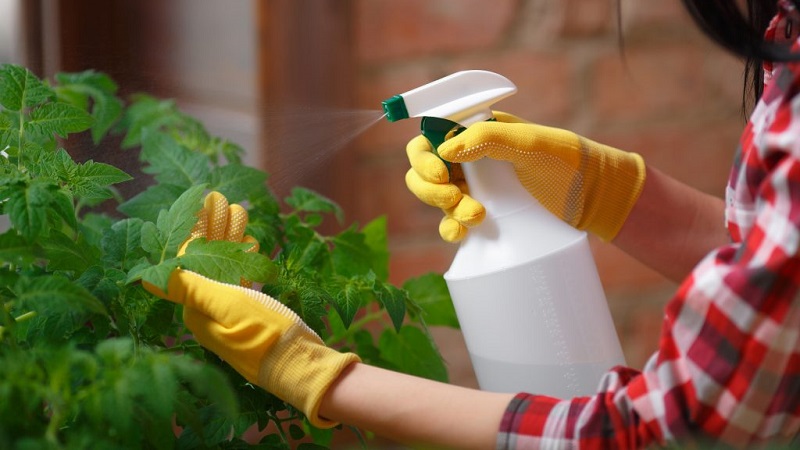 Descubra os benefícios e diversas maneiras de utilizar leite para um jardim saudável