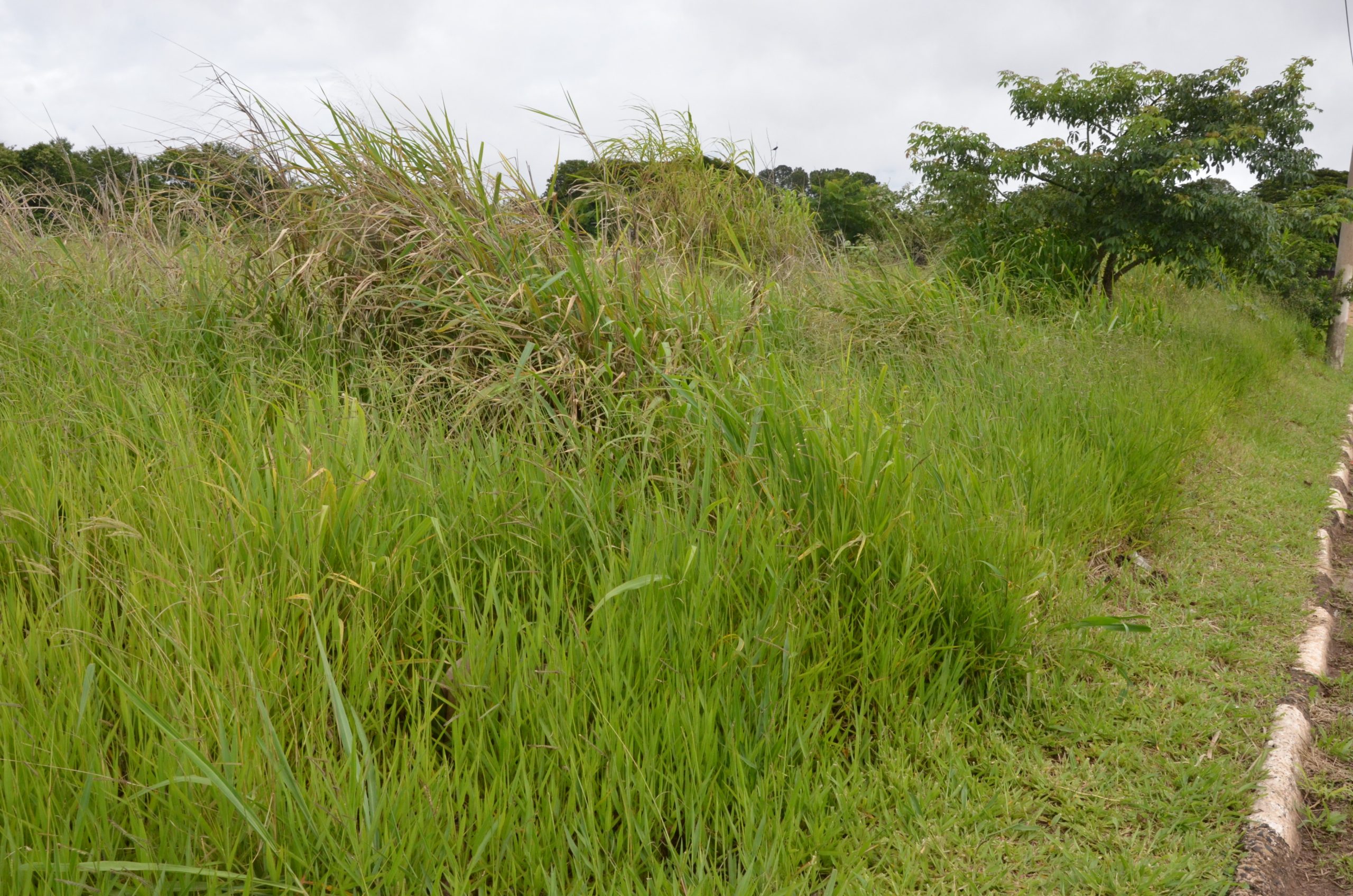 Prefeitura de Franca notifica mais de 50 proprietários para limpeza de terrenos