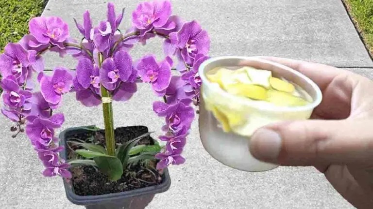 Fertilizante caseiro superpotente para manter suas plantas saudáveis e viçosas