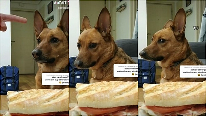 Homem deixa cachorro sozinho por um momento – e quando volta, percebe um erro