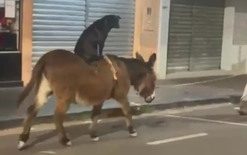 Cachorra pegando “carona” em burrinho no interior de SP viraliza nas redes sociais