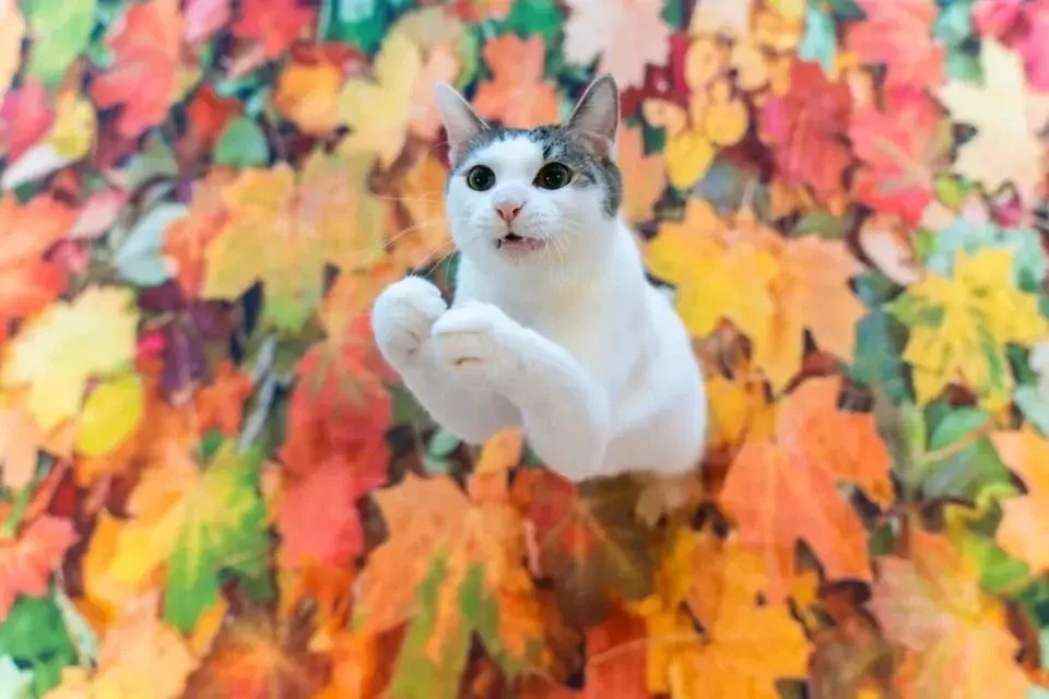 Concurso mundial elege fotografia mais hilária de pets; veja algumas finalistas
