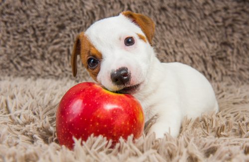 Cachorro pode comer maçã? Saiba como servir o alimento ao pet - Jornal da Franca