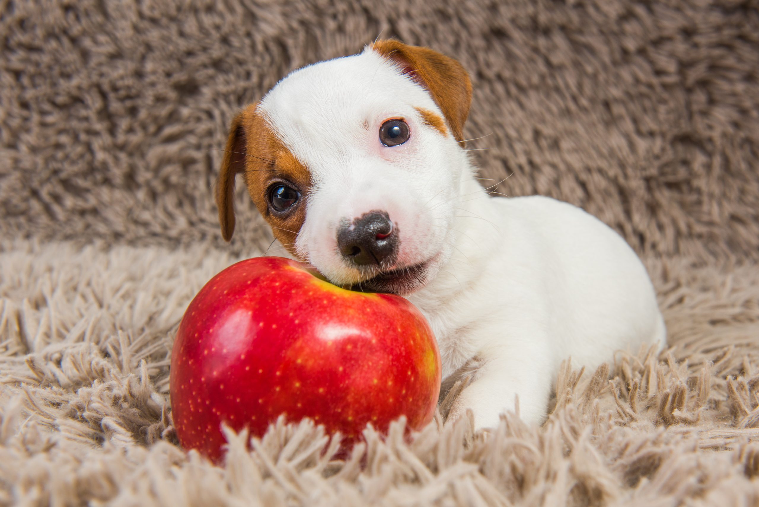 Cachorro pode comer maçã? Saiba como servir o alimento ao pet