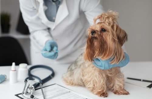 Gripe em cães e gatos: Saiba quais podem ser as causas e como tratar - Jornal da Franca
