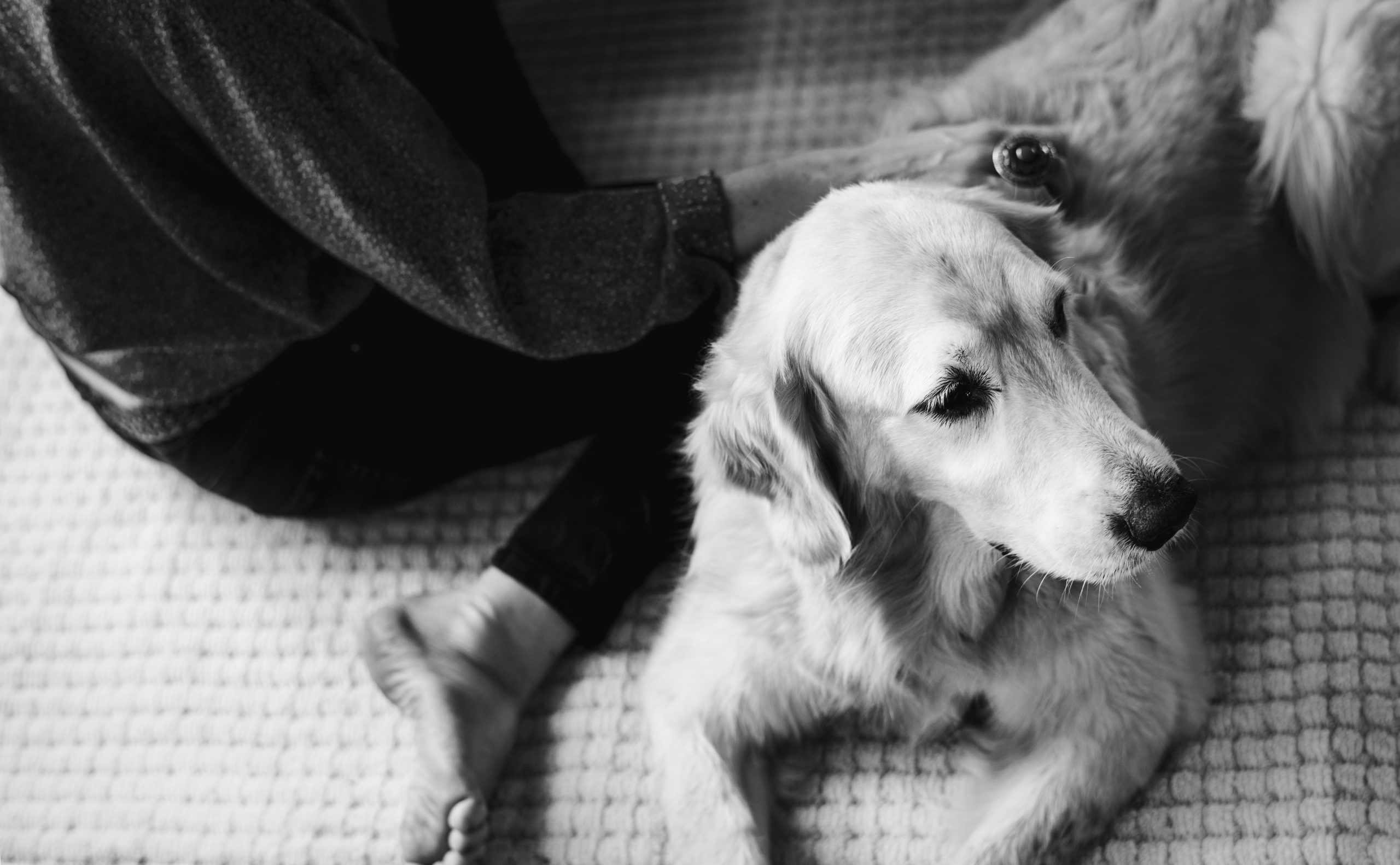 Luto pelo pet: Como superar a perda do seu bicho de estimação?