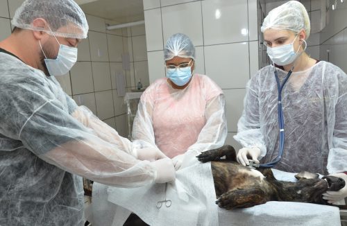 Prefeitura de Franca realiza 1.500 castrações de cães e gatos no primeiro semestre - Jornal da Franca