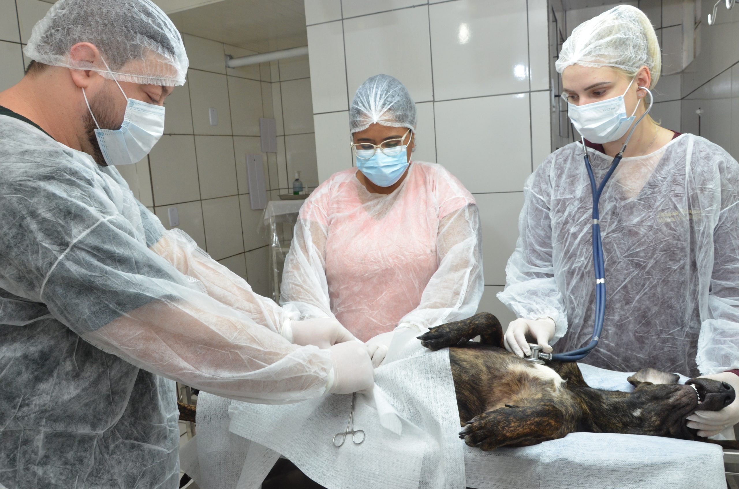 Prefeitura de Franca realiza 1.500 castrações de cães e gatos no primeiro semestre