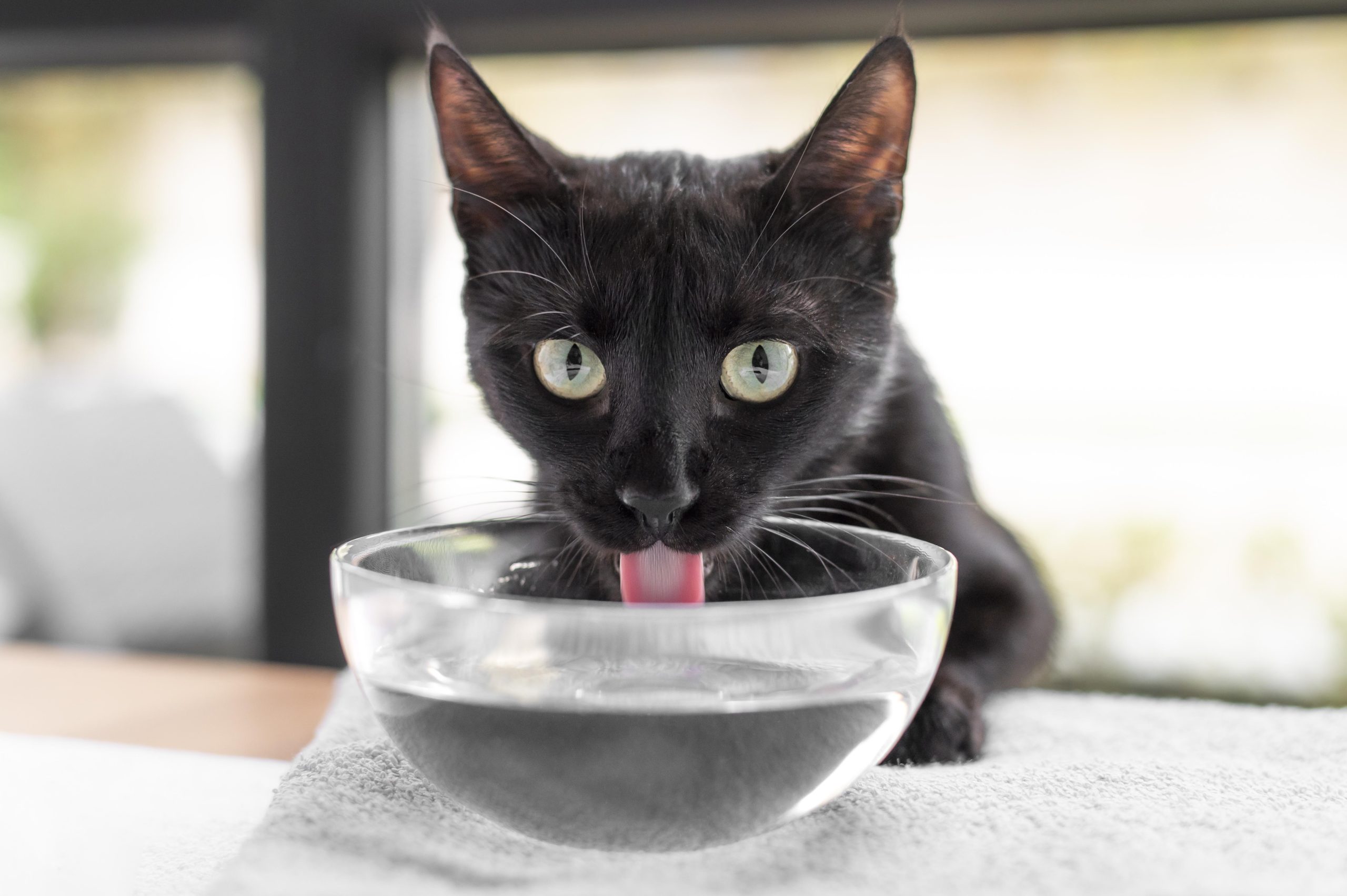 Você sabe como os gatos fazem para se refrescar no calor? Descubra aqui!