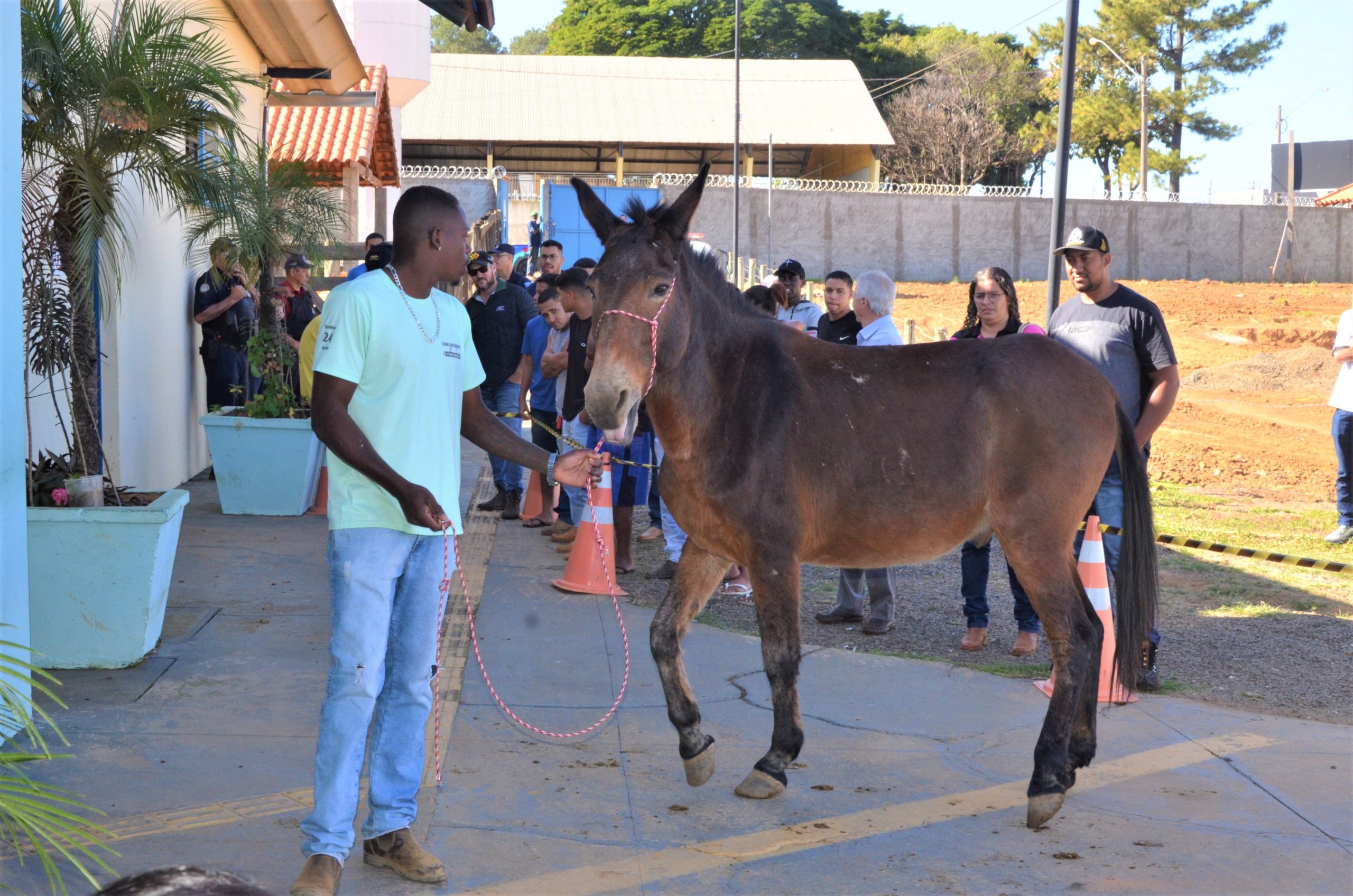 Canil Municipal de Franca tem 14, dos 15 animais, arrematados em leilão