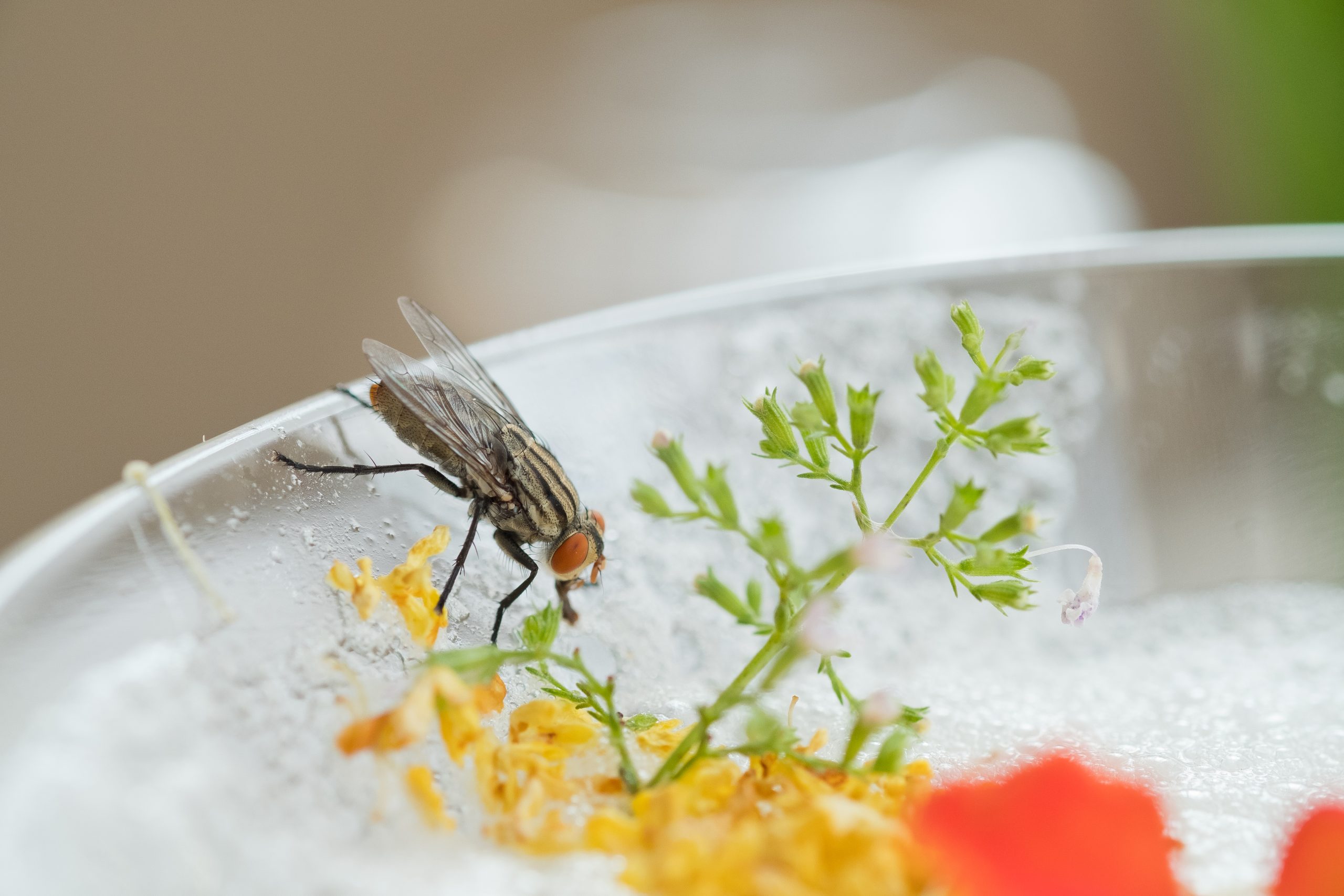 É seguro comer alimentos onde pousaram moscas? Veja o que diz especialista!