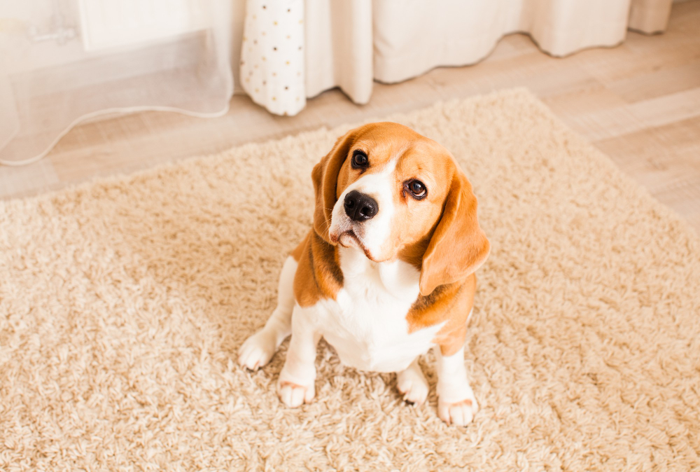 Conheça algumas dicas de limpeza para as casas que têm animais de estimação