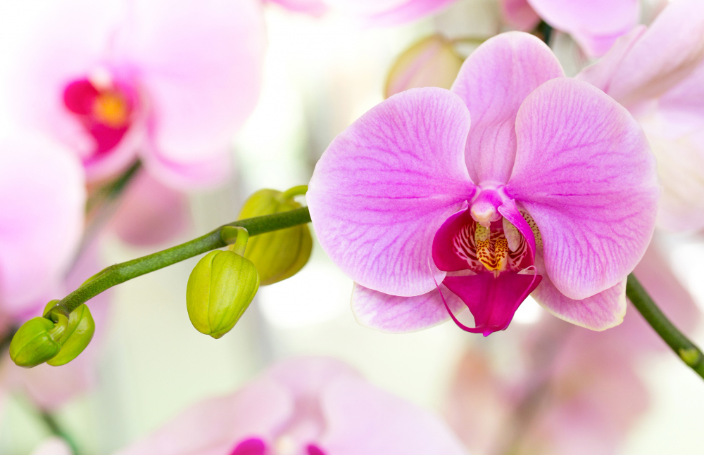 Essa substância mágica faz com que as orquídeas floresçam o ano todo. Saiba mais