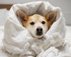 Veja algumas dicas para identificar se seu cãozinho de estimação está com frio - Jornal da Franca