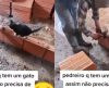 “Gato fiscal de obras” auxilia pedreiro a erguer parede no prumo e com perfeição - Jornal da Franca