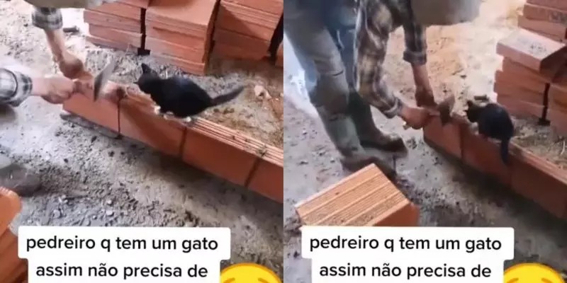“Gato fiscal de obras” auxilia pedreiro a erguer parede no prumo e com perfeição