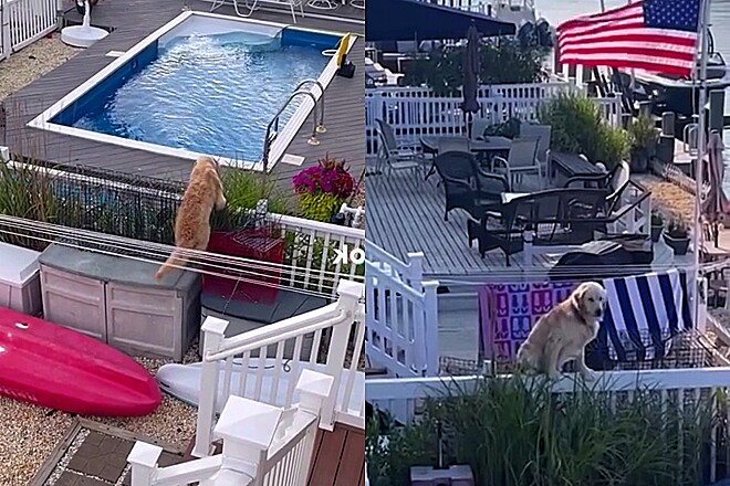 Peripécia de cão Golden para escapar do calor tem 25 milhões de visualizações