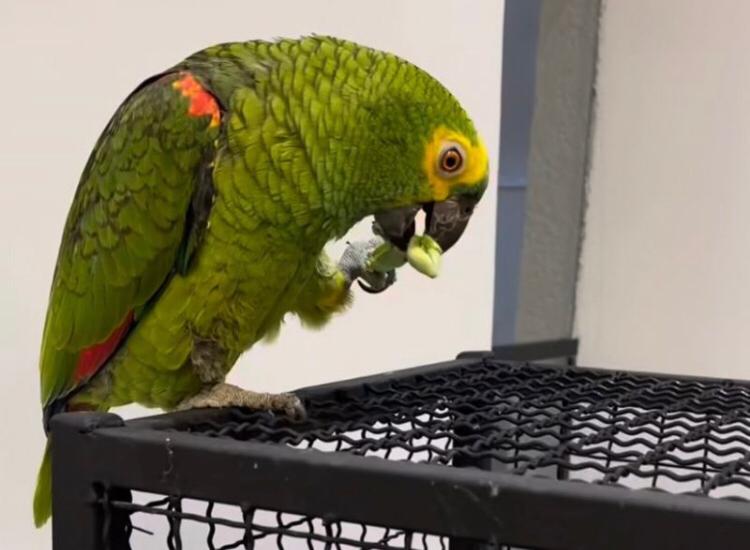 Papagaio reclama da comida oferecida pela dona e bomba na web. Assista ao vídeo