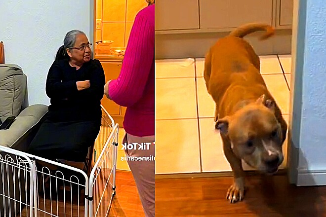 Tutora “prende” visitas que não gostam de seus pets, e vídeo bomba nas redes sociais