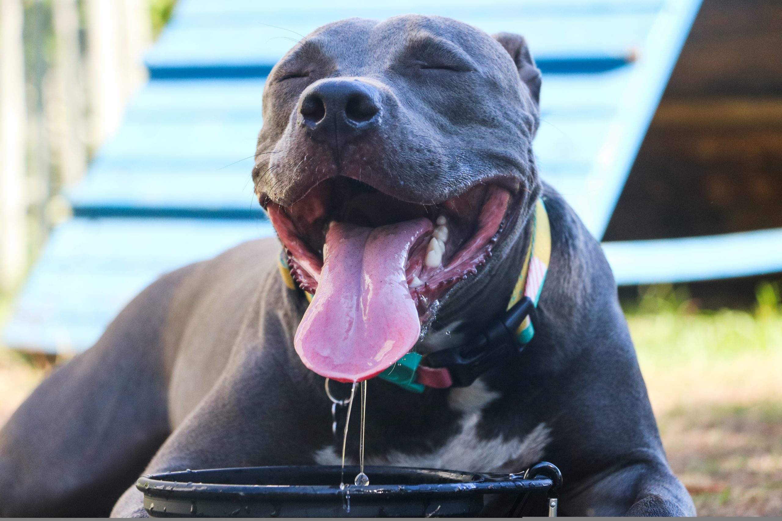 Posso dar gelo para o cachorro para aliviar o calor? Veja o que especialista diz!