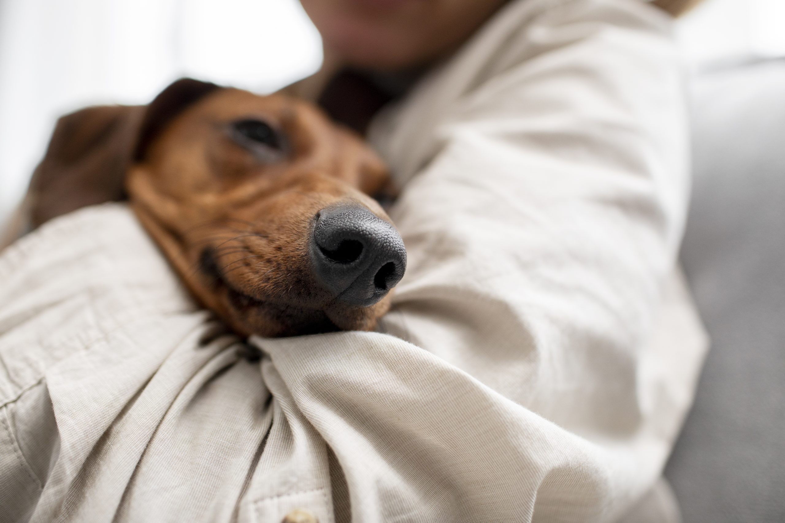 Cachorros suspiram por um motivo especial; descubra agora qual é