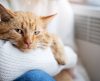Atenção aos felinos: quatro coisas que os gatos pressentem são inacreditáveis - Jornal da Franca