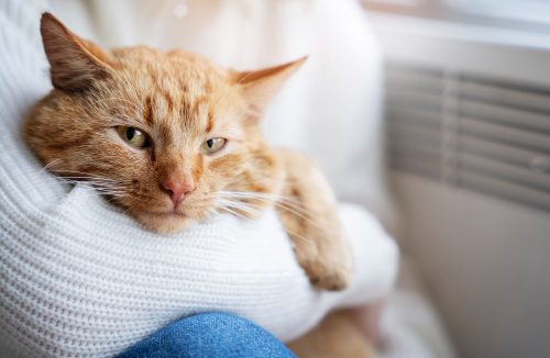 Atenção aos felinos: quatro coisas que os gatos pressentem são inacreditáveis - Jornal da Franca