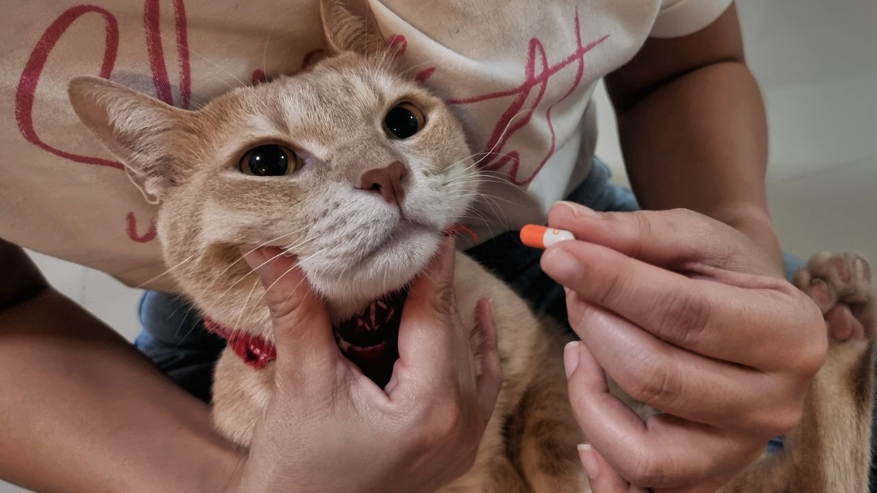 Como dar comprimido para gato? Veja dicas que vão te ajudar nessa tarefa!