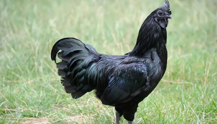 A galinha dos “ovos de ouro” existe, é preta e vale cerca de R$ 29.000,00