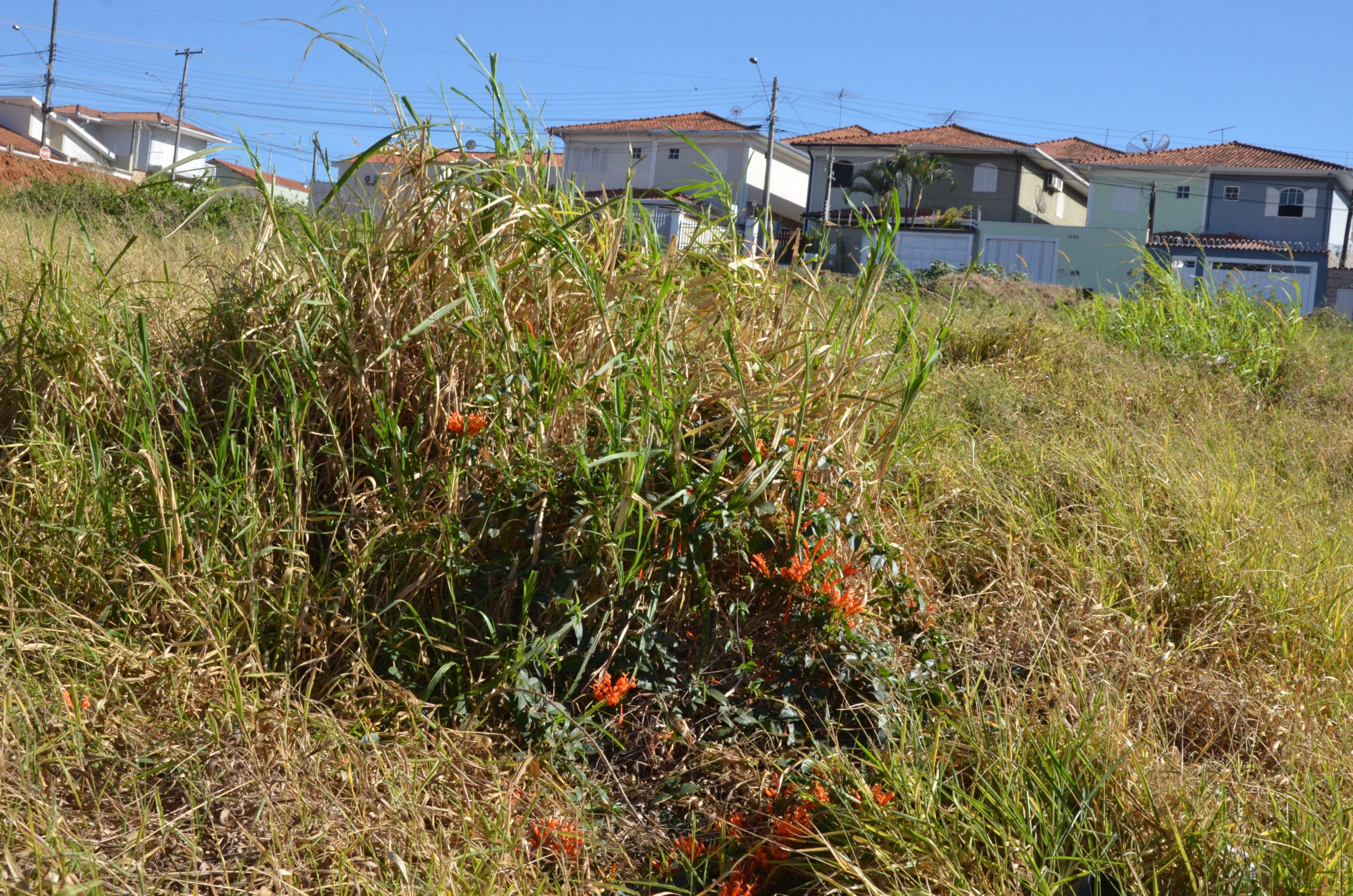 Vigilância Sanitária de Franca notifica proprietários para limpeza de terrenos