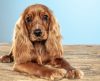 Tem cão idoso? Conheça o projeto gratuito da Unifran para melhorar a saúde canina - Jornal da Franca