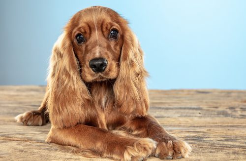 Tem cão idoso? Conheça o projeto gratuito da Unifran para melhorar a saúde canina - Jornal da Franca